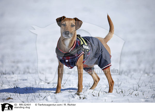stehender Hund / standing dog / RR-32491