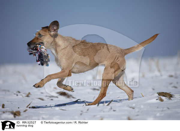 rennender Hund / running dog / RR-32527
