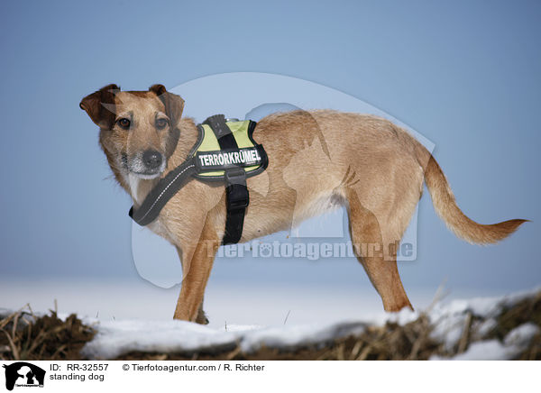 stehender Hund / standing dog / RR-32557