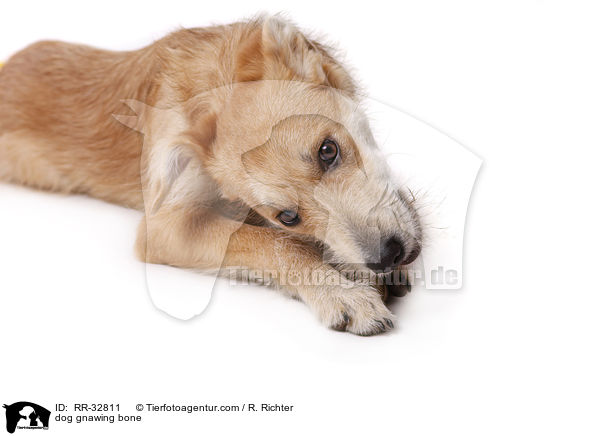 Hund knabbert an Kauknochen / dog gnawing bone / RR-32811