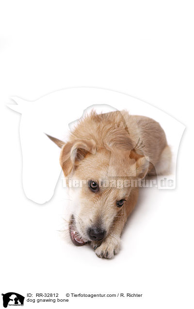 Hund knabbert an Kauknochen / dog gnawing bone / RR-32812