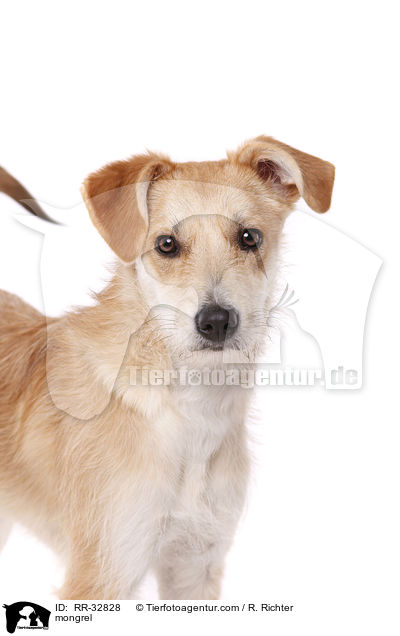 mongrel / RR-32828