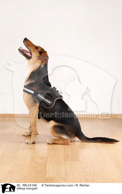 sitzender Dackel-Parson-Russell-Terrier-Mix / sitting mongrel / RR-33196