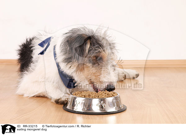 fressender Hund / eating mongerel dog / RR-33215
