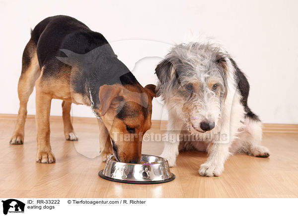 fressende Hunde / eating dogs / RR-33222