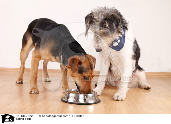 fressende Hunde / eating dogs / RR-33223