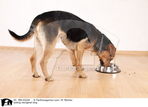 fressender Hund / eating mongerel dog / RR-33228