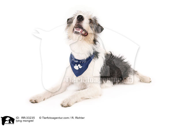 liegender Dackel-Parson-Russell-Terrier-Mix / lying mongrel / RR-33235