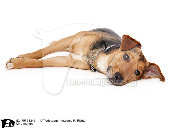 liegender Dackel-Parson-Russell-Terrier-Mix / lying mongrel / RR-33246