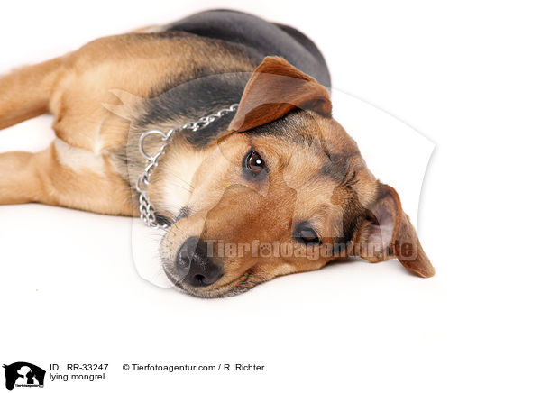 liegender Dackel-Parson-Russell-Terrier-Mix / lying mongrel / RR-33247