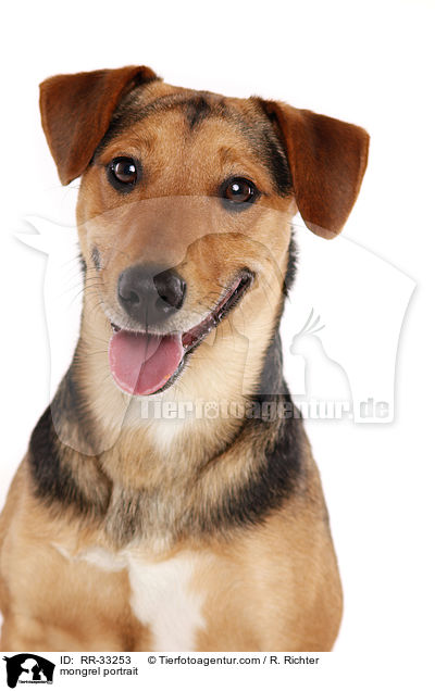 Dackel-Parson-Russell-Terrier Portrait / mongrel portrait / RR-33253
