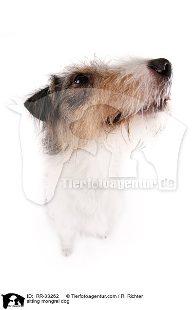 sitzender Dackel-Parson-Russell-Terrier-Mix / sitting mongrel dog / RR-33262