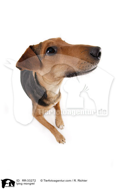 liegender Dackel-Parson-Russell-Terrier-Mix / lying mongrel / RR-33272