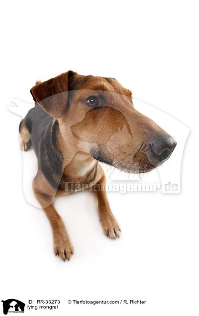 liegender Dackel-Parson-Russell-Terrier-Mix / lying mongrel / RR-33273