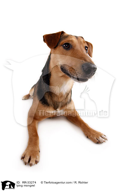 liegender Dackel-Parson-Russell-Terrier-Mix / lying mongrel / RR-33274