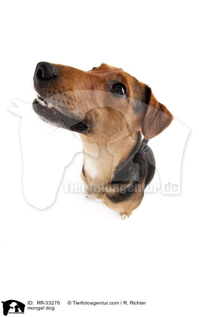 Dackel-Parson-Russell-Terrier-Mix / mongel dog / RR-33276