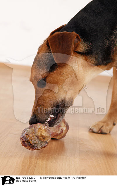 Hund frit Knochen / dog eats bone / RR-33279