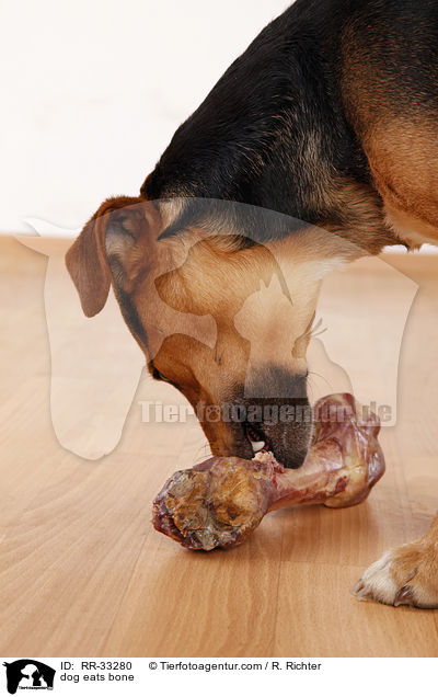 Hund frit Knochen / dog eats bone / RR-33280