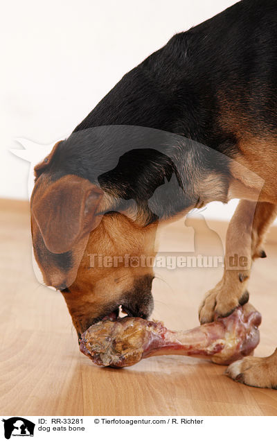 Hund frit Knochen / dog eats bone / RR-33281