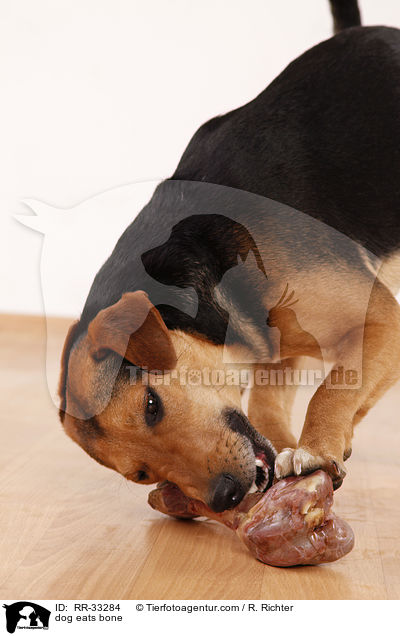 Hund frit Knochen / dog eats bone / RR-33284