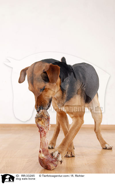 Hund frit Knochen / dog eats bone / RR-33285