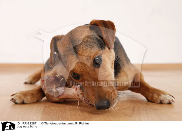 Hund frit Knochen / dog eats bone / RR-33287