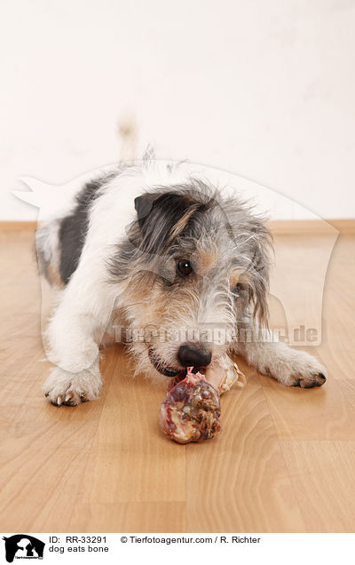Hund frit Knochen / dog eats bone / RR-33291