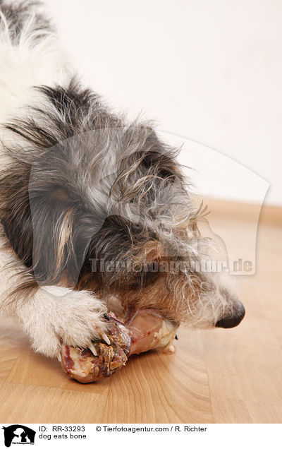 Hund frit Knochen / dog eats bone / RR-33293