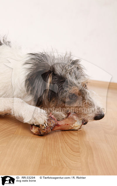Hund frit Knochen / dog eats bone / RR-33294
