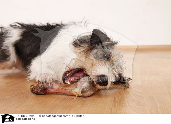 Hund frit Knochen / dog eats bone / RR-33296