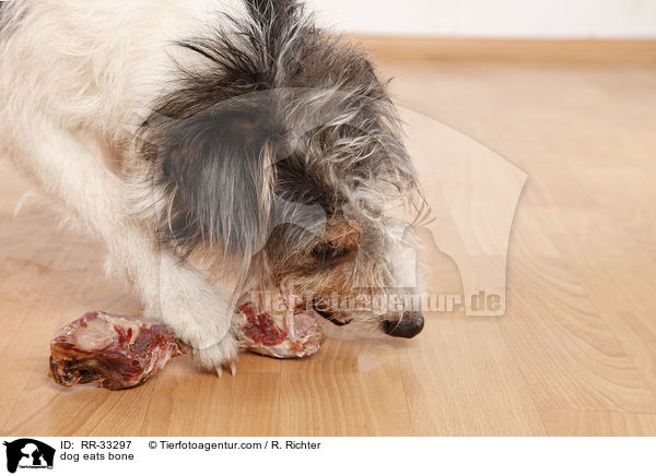 Hund frit Knochen / dog eats bone / RR-33297
