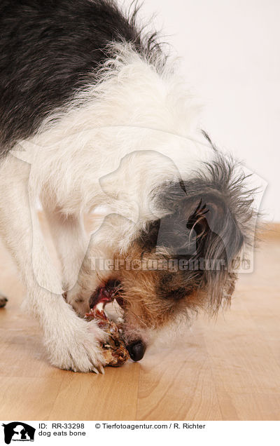 Hund frit Knochen / dog eats bone / RR-33298