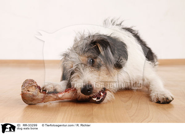 Hund frit Knochen / dog eats bone / RR-33299