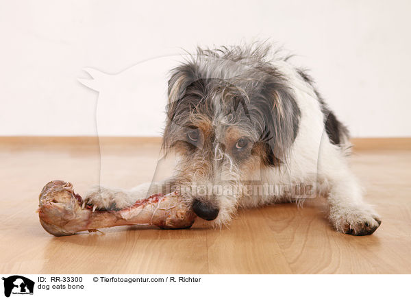 Hund frit Knochen / dog eats bone / RR-33300