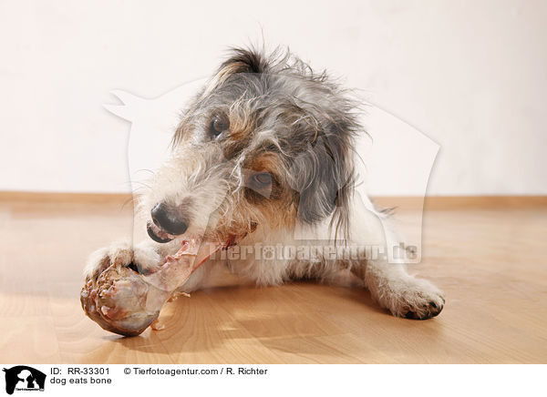 Hund frit Knochen / dog eats bone / RR-33301