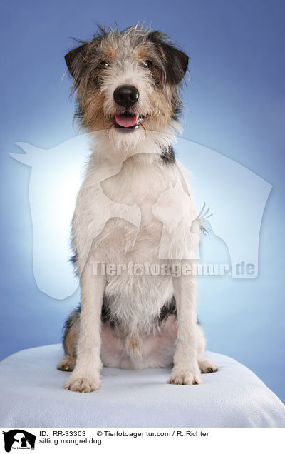 sitzender Dackel-Parson-Russell-Terrier-Mix / sitting mongrel dog / RR-33303