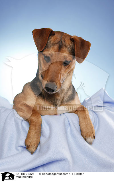 liegender Dackel-Parson-Russell-Terrier-Mix / lying mongrel / RR-33321