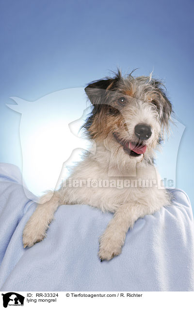liegender Dackel-Parson-Russell-Terrier-Mix / lying mongrel / RR-33324