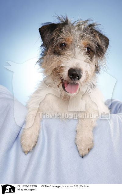 liegender Dackel-Parson-Russell-Terrier-Mix / lying mongrel / RR-33326