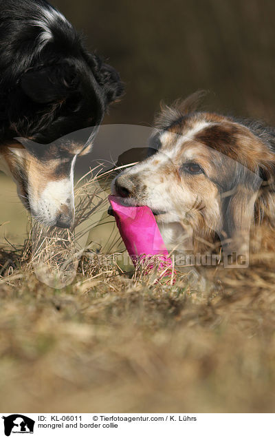 Mischling und Border Collie / mongrel and border collie / KL-06011
