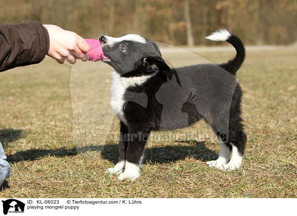 spielender Mischling Welpe / playing mongrel puppy / KL-06023