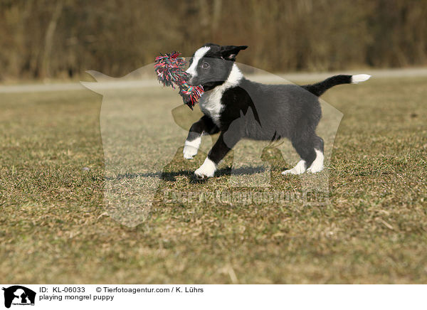 spielender Mischling Welpe / playing mongrel puppy / KL-06033