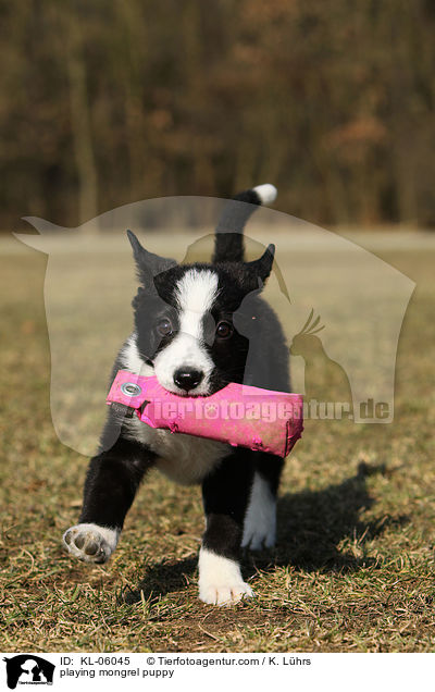 spielender Mischling Welpe / playing mongrel puppy / KL-06045