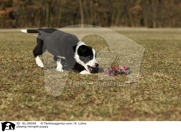 spielender Mischling Welpe / playing mongrel puppy / KL-06048