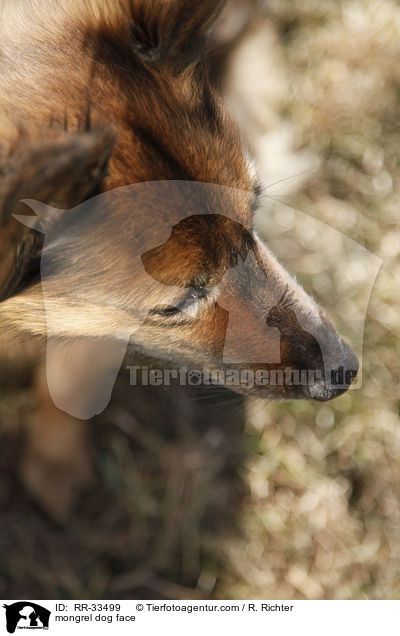 Mischling Hundegesicht / mongrel dog face / RR-33499
