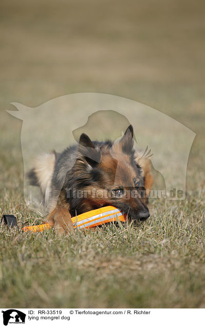 liegender Mischling / lying mongrel dog / RR-33519