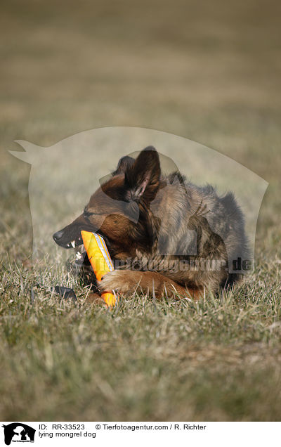 liegender Mischling / lying mongrel dog / RR-33523