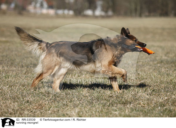 rennender Mischling / running mongrel / RR-33539