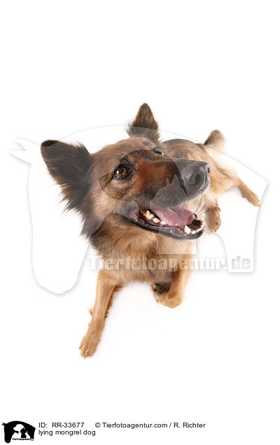 liegender Mischling / lying mongrel dog / RR-33677