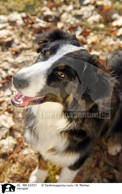 Border-Collie-Australian-Shepherd-Mischling / mongrel / RR-33701